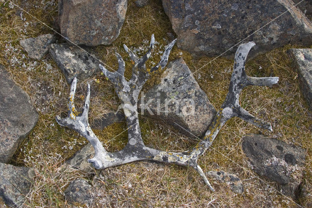 Spitsbergen Rendier (Rangifer tarandus platyrhynchus)