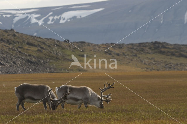 Spitsbergen Rendier (Rangifer tarandus platyrhynchus)