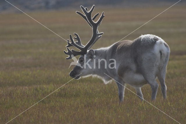 Spitsbergen Rendier (Rangifer tarandus platyrhynchus)