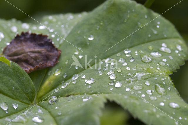 Spitslobbige vrouwenmantel (Alchemilla vulgaris)