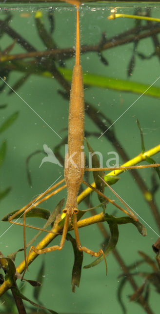 Staafwants (Ranatra linearis)