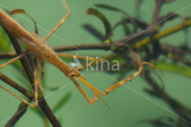 Waterstick insect