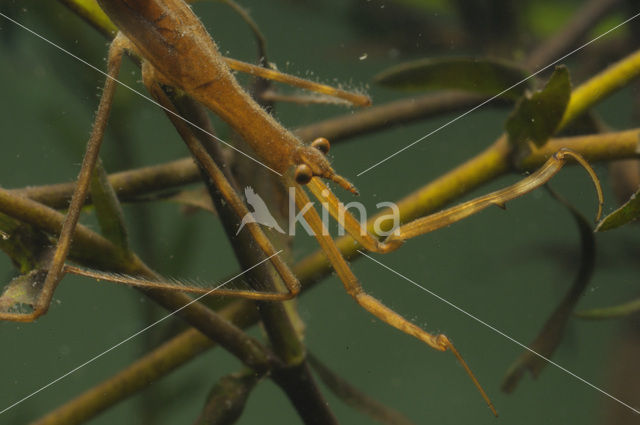 Waterstick insect