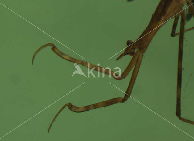 Waterstick insect