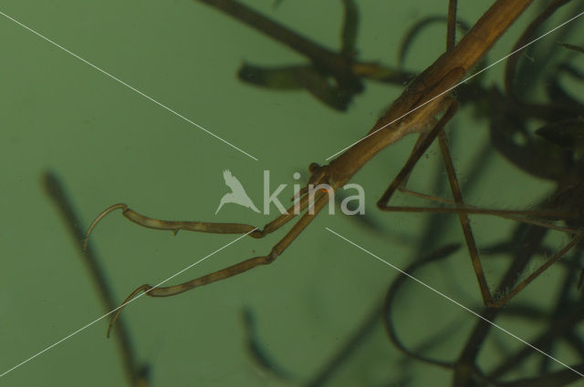 Waterstick insect