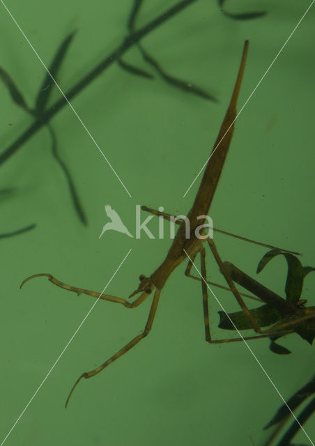 Waterstick insect