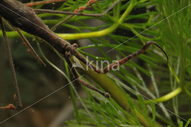 Waterstick insect