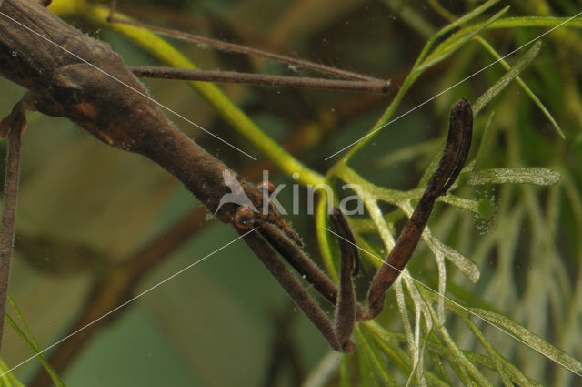 Waterstick insect