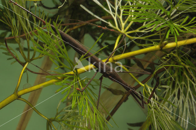 Waterstick insect