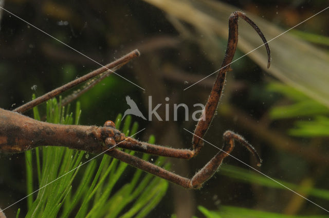 Waterstick insect