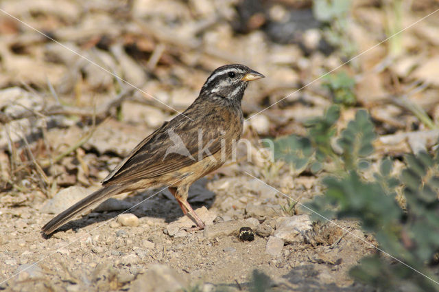 Cinnamon-breasted Bunting (Emberiza tahapisi)