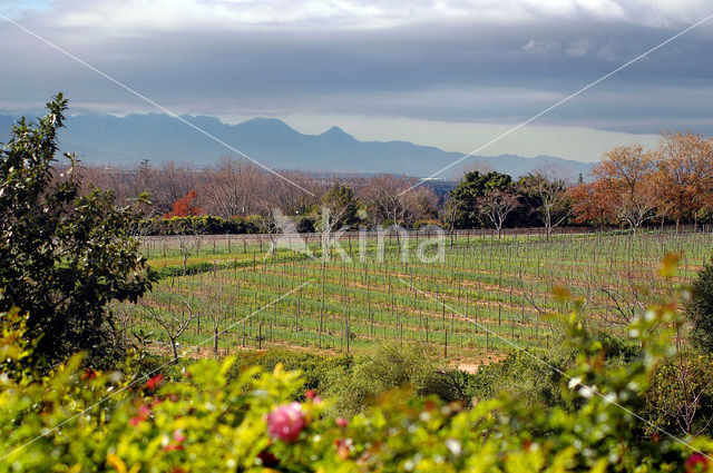 Stellenbosch