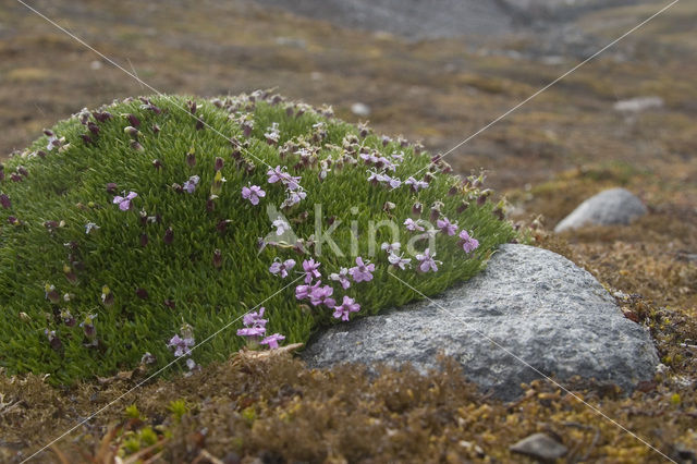 moss campion (Silene acaulis arctica)