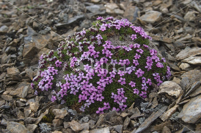 moss campion (Silene acaulis arctica)