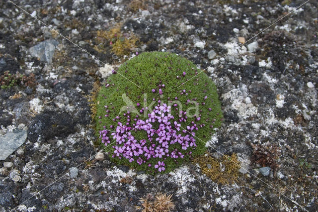 moss campion (Silene acaulis arctica)