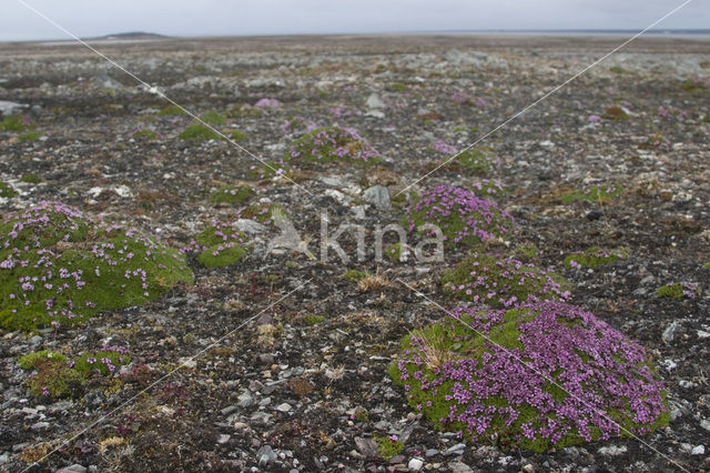 moss campion (Silene acaulis arctica)