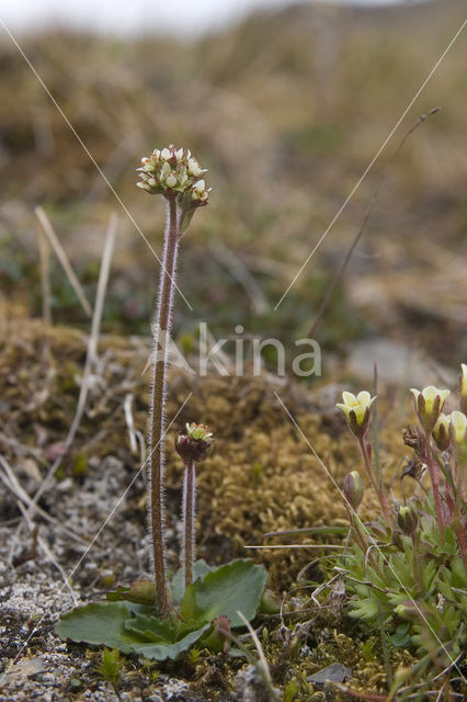 stiffstem saxifrage (Saxifraga hieraciifolia)