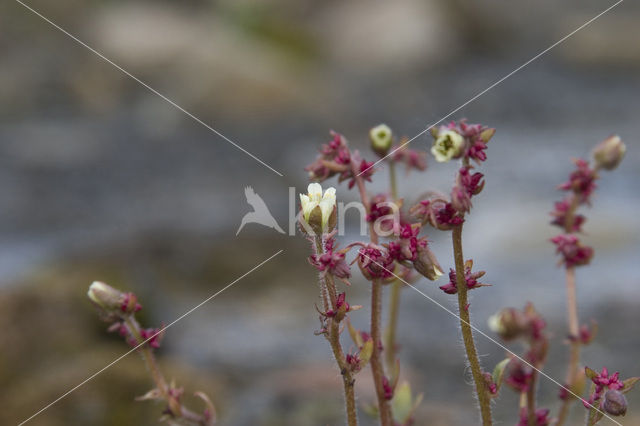 stiffstem saxifrage (Saxifraga hieraciifolia)