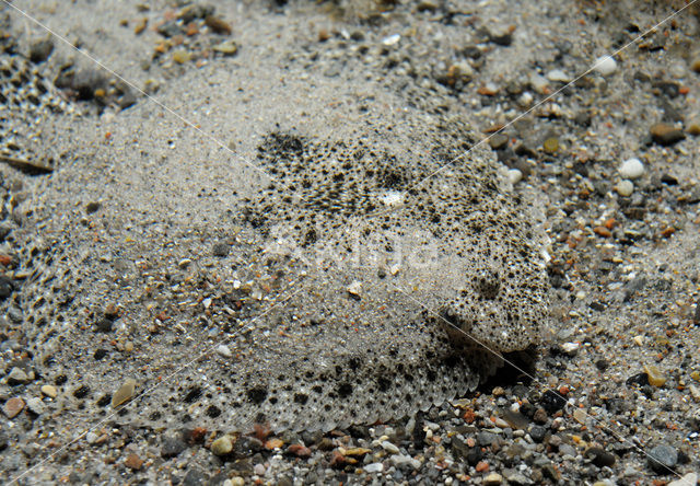 Turbot (Scophthalmus maximus)