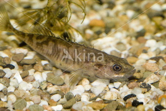 Ninespine Stickleback (Pungitius pungitius)