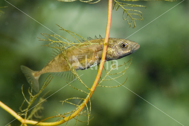 Tiendoornige stekelbaars (Pungitius pungitius)