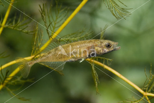 Tiendoornige stekelbaars (Pungitius pungitius)