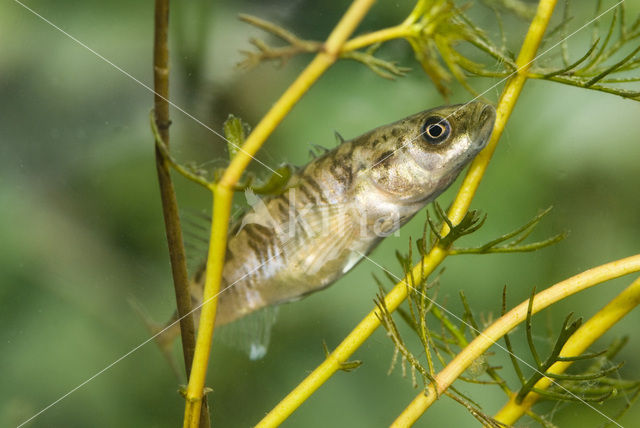 Tiendoornige stekelbaars (Pungitius pungitius)