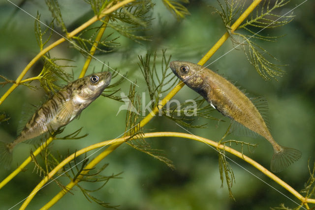 Tiendoornige stekelbaars (Pungitius pungitius)