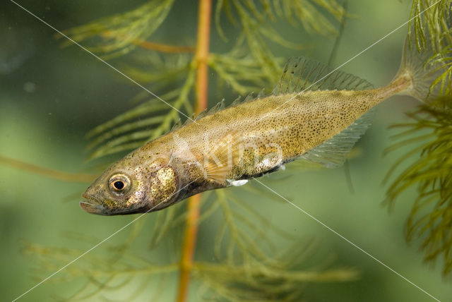 Tiendoornige stekelbaars (Pungitius pungitius)