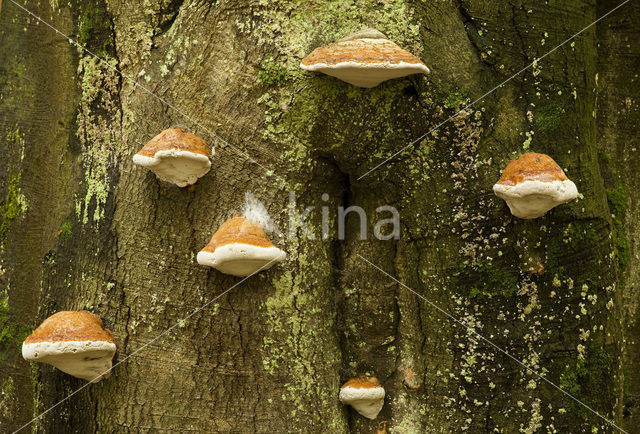 Tonderzwam (Ganoderma spec.)