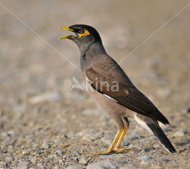 Common Myna (Acridotheres tristis)