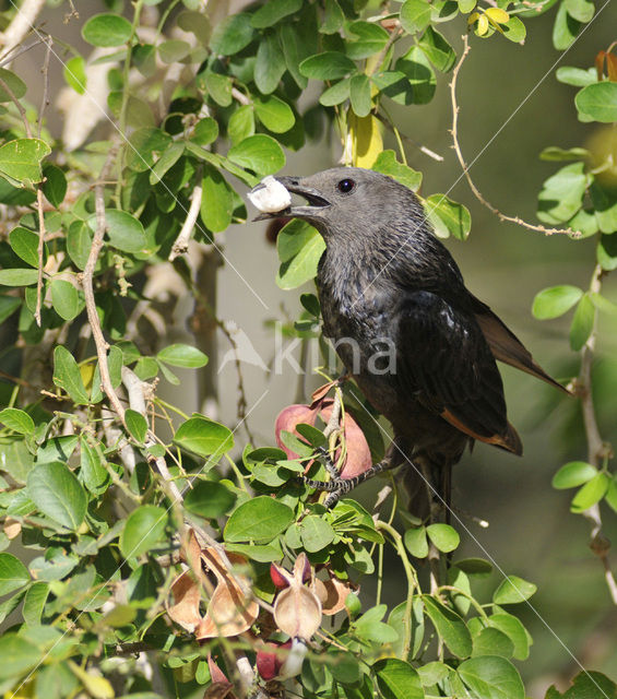 Tristram’s Starling