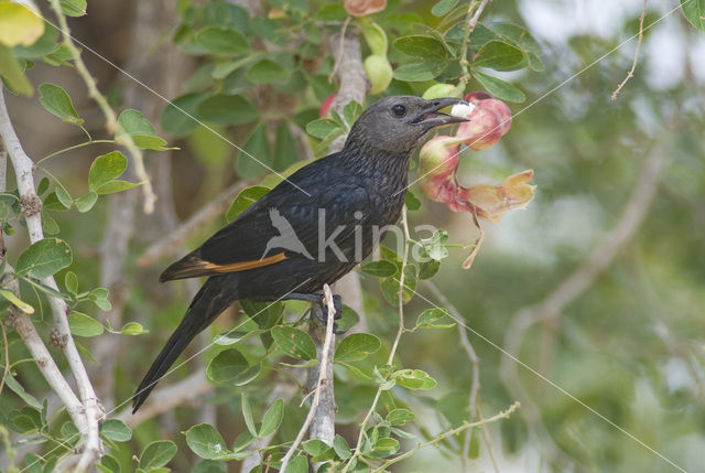 Tristram’s Starling