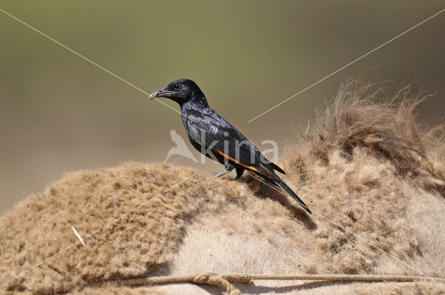 Tristram’s Starling