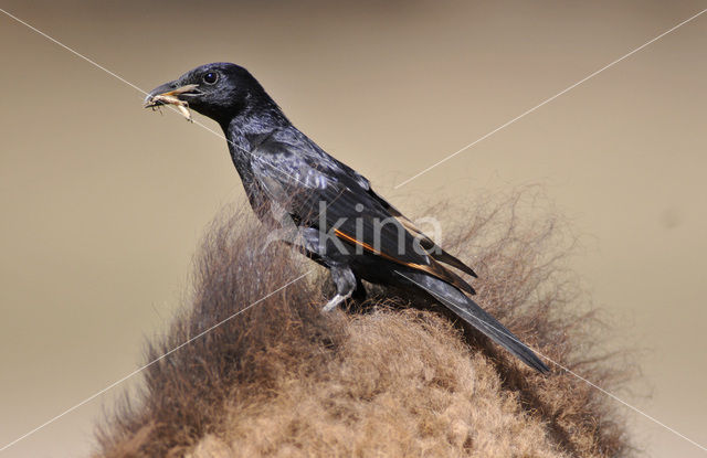 Tristram’s Starling