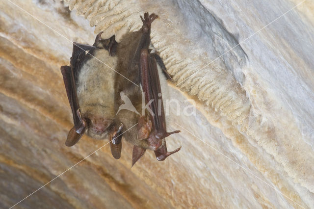 Vale vleermuis (Myotis myotis)