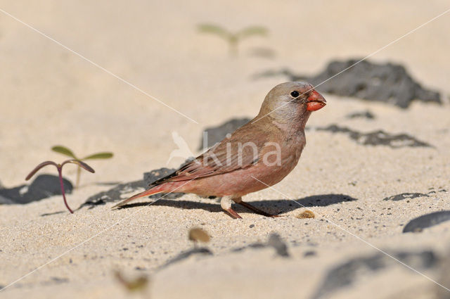 Desert finch (Rhodospiza obsoleta)