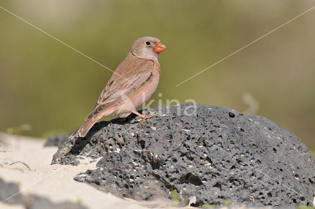 Desert finch (Rhodospiza obsoleta)