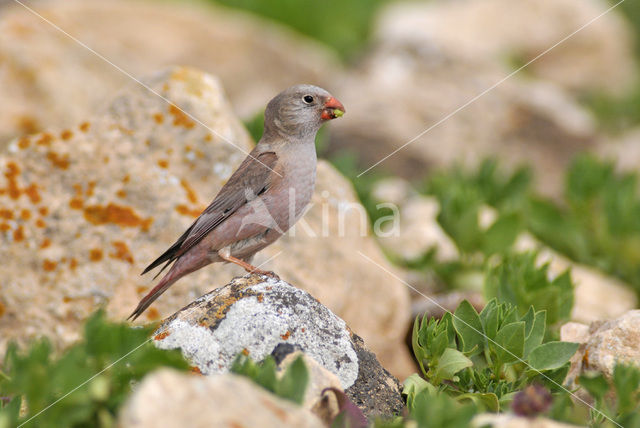 Desert finch (Rhodospiza obsoleta)