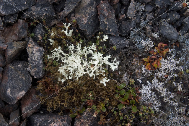 Cladonia rangiformis