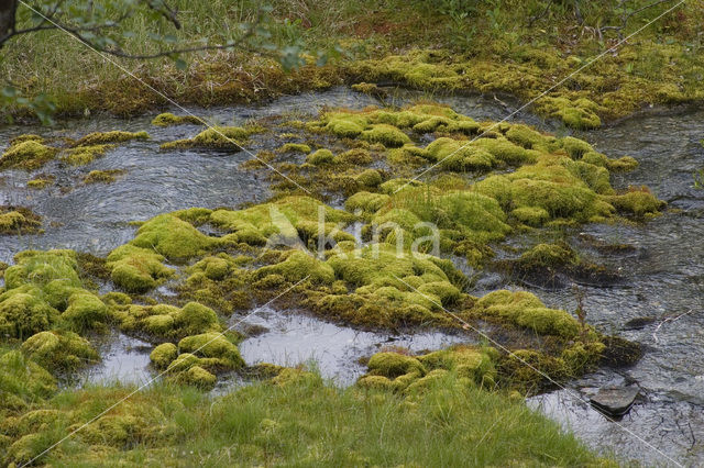 Bog-moss (Sphagnum spec.)