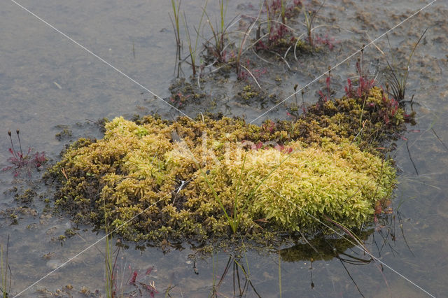 Bog-moss (Sphagnum spec.)