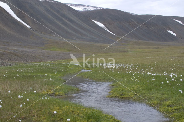 Common Cottongrass (Eriophorum angustifolium)