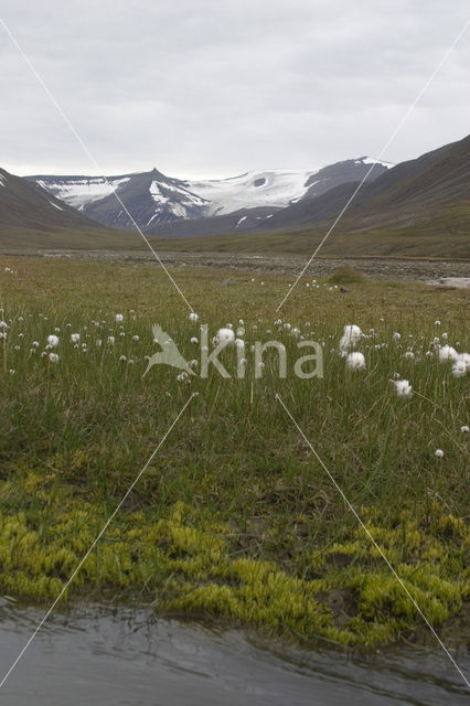 Veenpluis (Eriophorum angustifolium)
