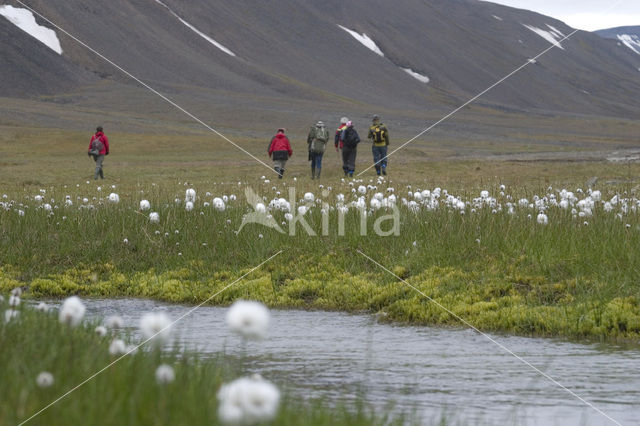 Veenpluis (Eriophorum angustifolium)