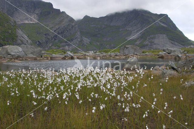 Common Cottongrass (Eriophorum angustifolium)