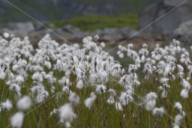 Veenpluis (Eriophorum angustifolium)