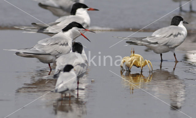 Common Tern (Sterna hirundo)