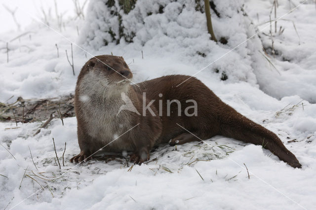 European Otter (Lutra lutra)