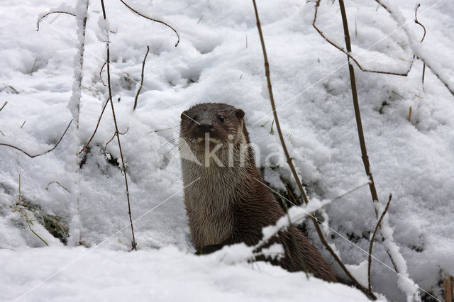 Visotter